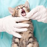 World cat day: anche il gatto va dal dentista